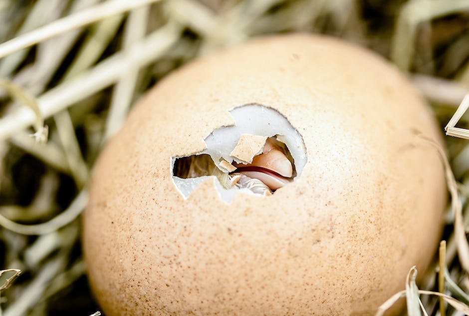 Warum war das Ei vor dem Huhn da? - Forschungsergebnisse und Schlussfolgerungen