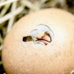 wie lange muss man ein Ei hart kochen-Anleitung